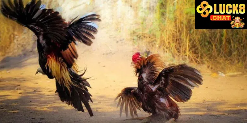 Giao diện và trải nghiệm người chơi Đá gà Luck8