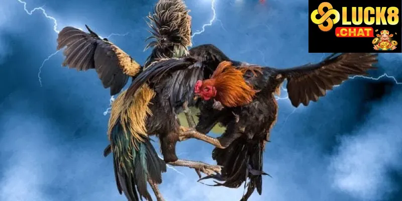 Ưu đãi và khuyến mãi cho đá gà Luck8